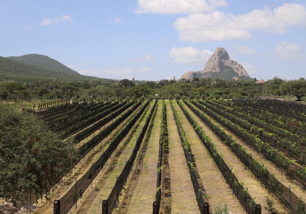 71_273_52037_1576402582_VINEDO_PIEDRA_1