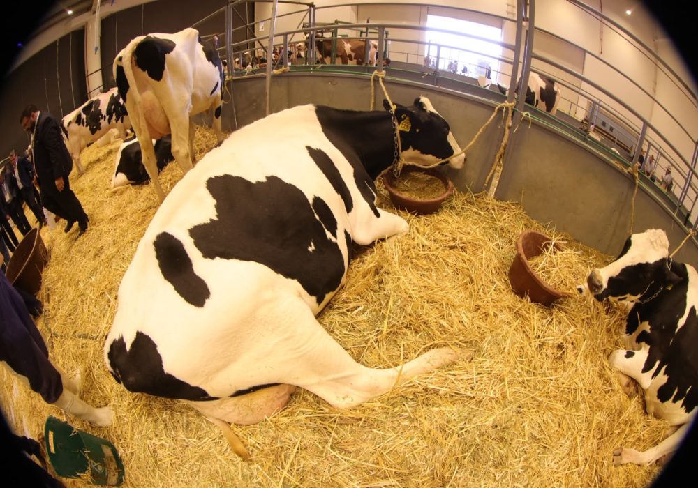 71_273_52120_760134458_Fonaholstein_27-07-2026_6