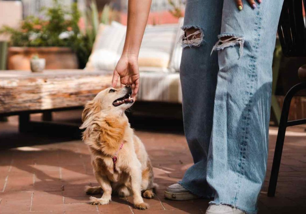 Actividades_Petfriendly
