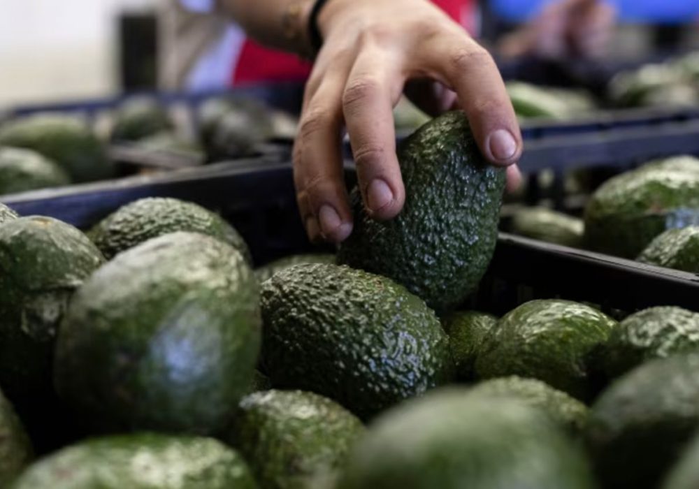 Aguacate_México