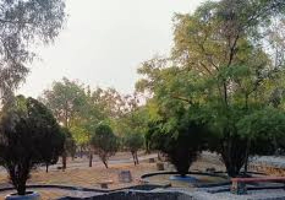 Alcanfores_Querétaro