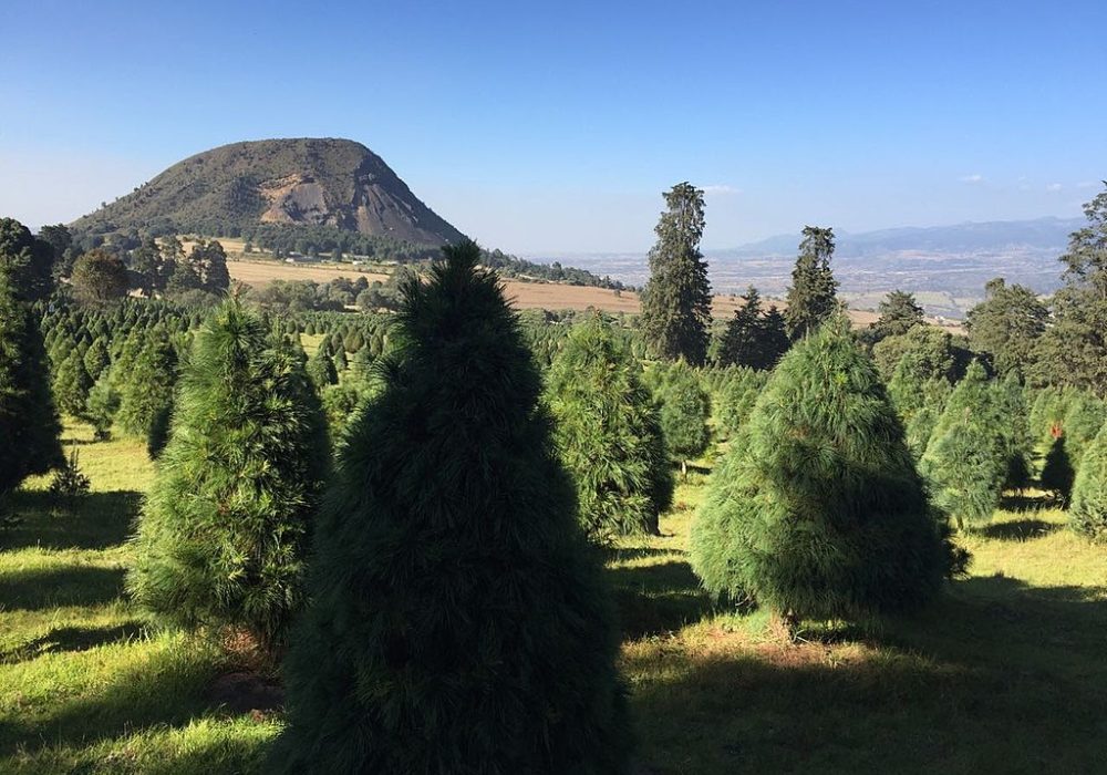Árbol de navidad