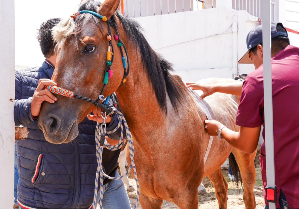 Caballos_Pedro Escobedo
