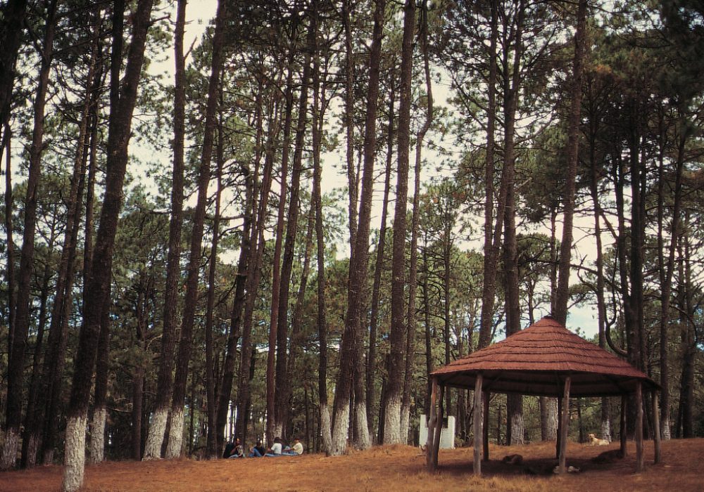 Campo Alegre_1