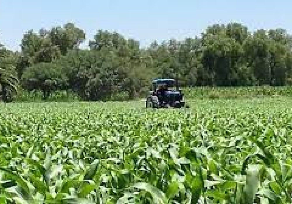 Campo_Querétaro