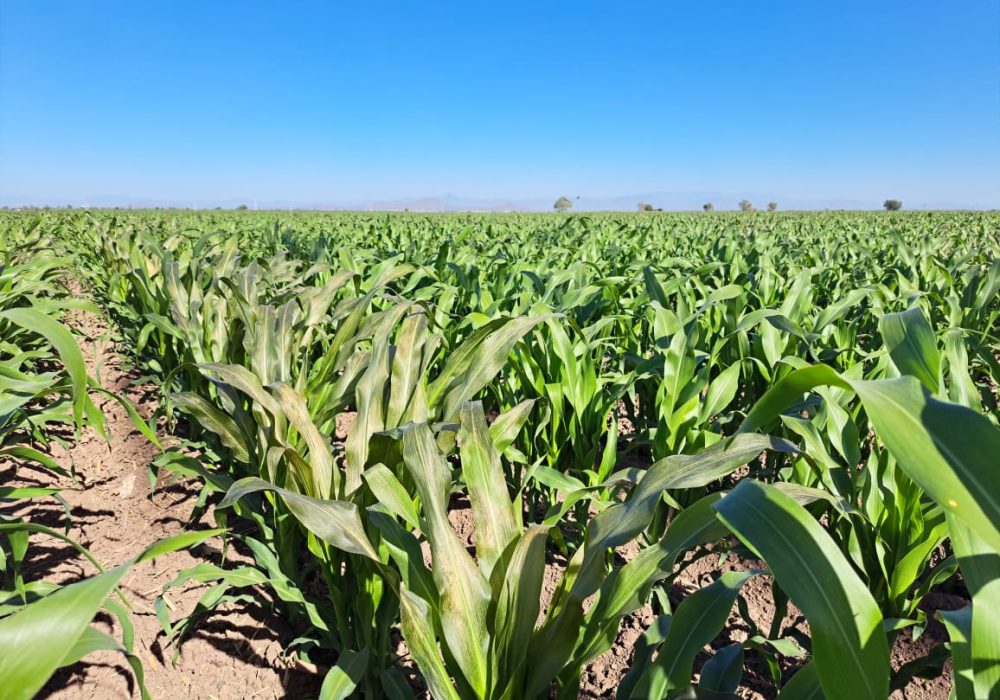 Campo_Querétaro