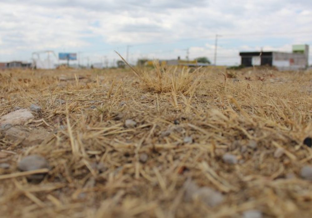 Campo_Querétaro_Ganadería