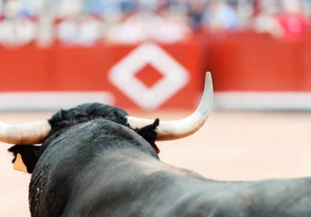 Corridas de Toros_Querétaro_Animal Heroes