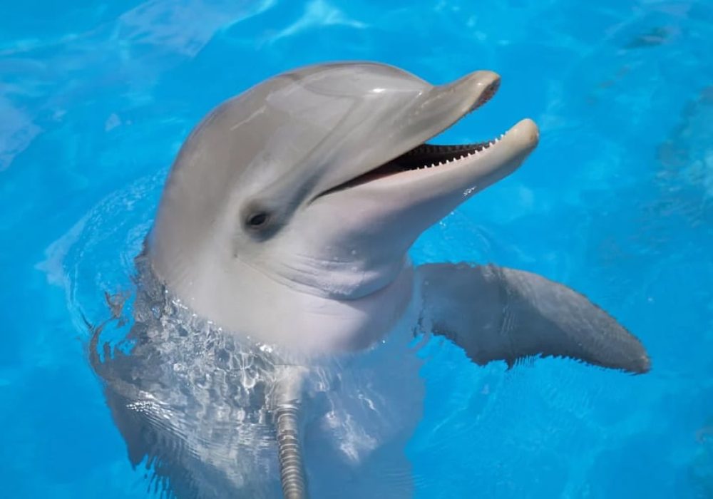 Delfines