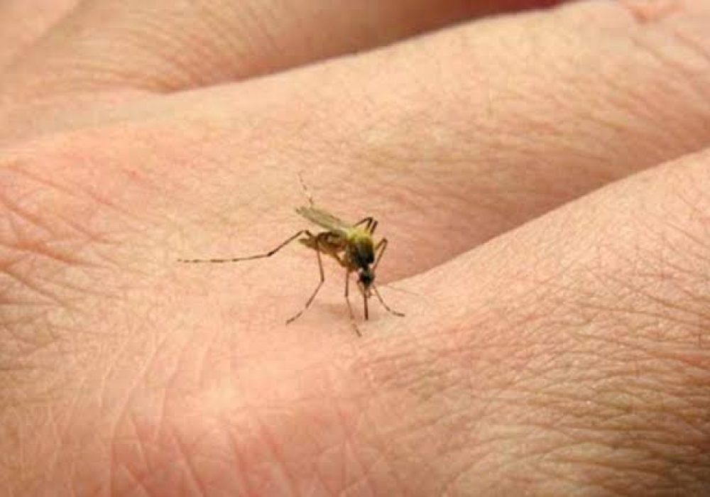 Dengue