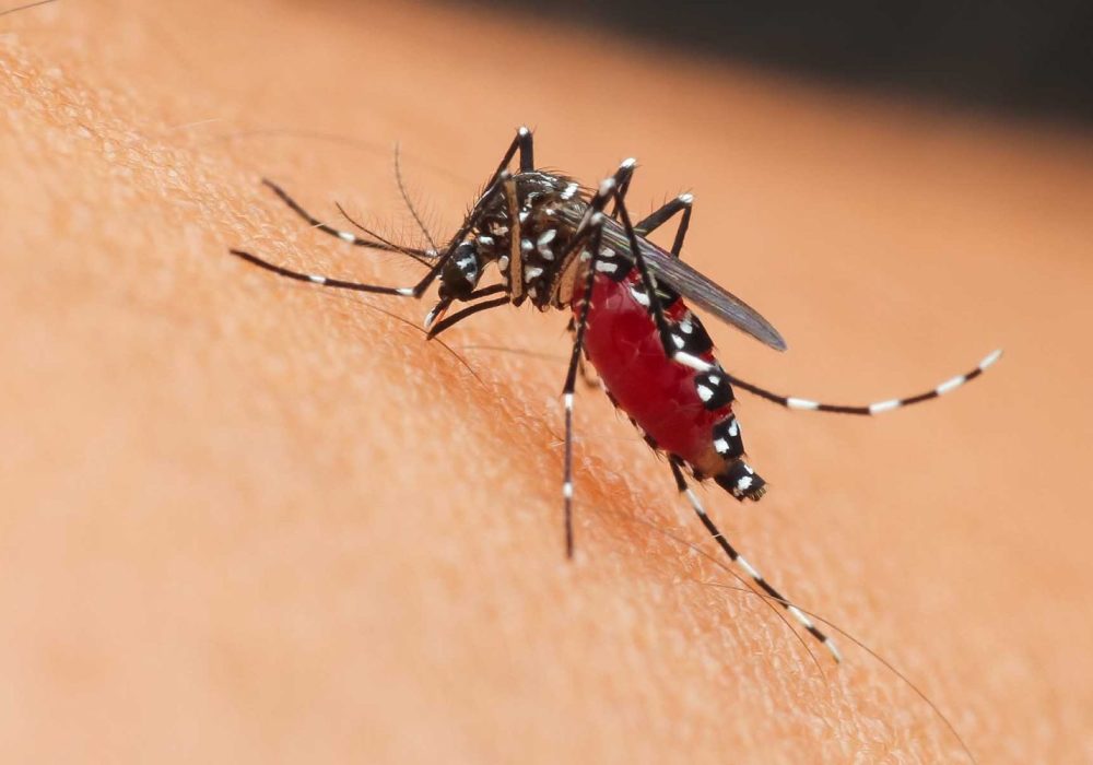 Dengue_Querétaro