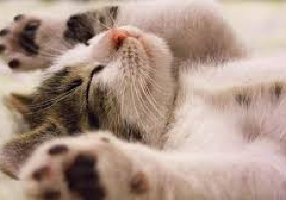 Día del Gato