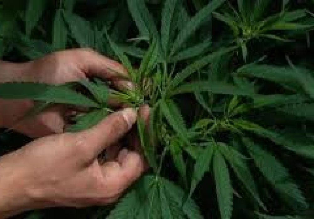 Marihuana_Querétaro