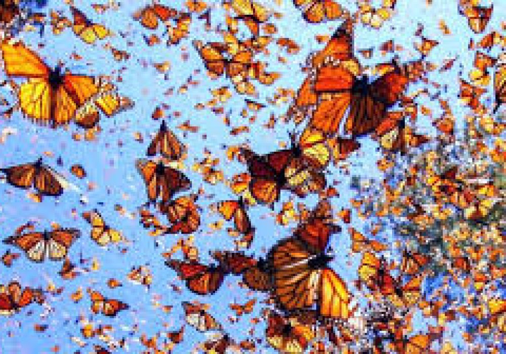 Mariposa Monarca