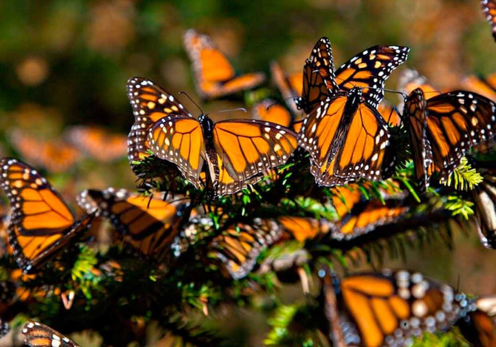Mariposa Monarca_México