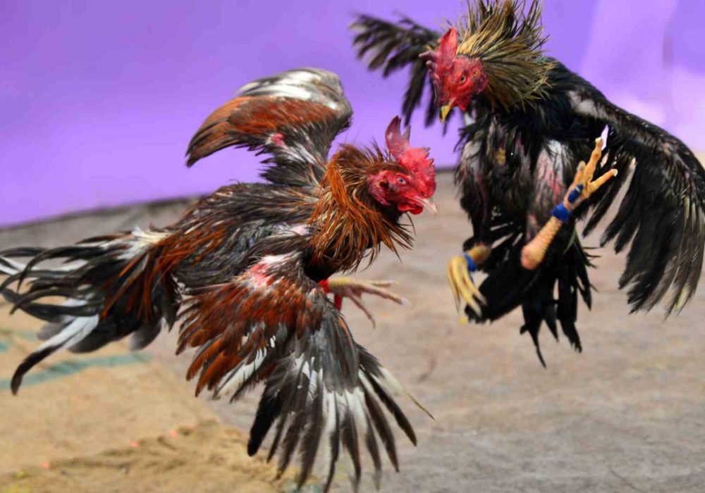 Pelea de Gallos