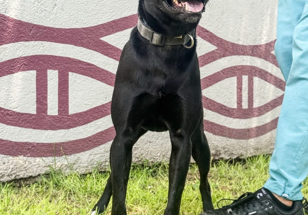 Perro_TX_2