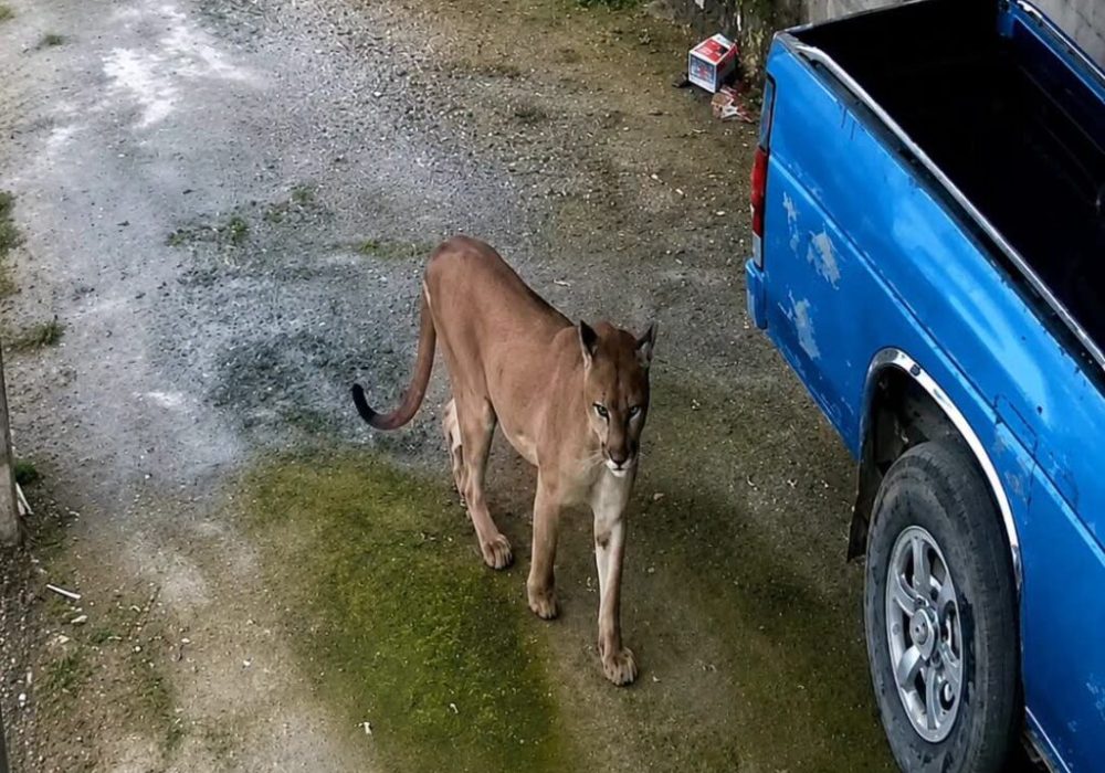 Puma_Querétaro