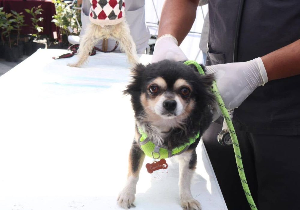 Querétaro_Mascotas