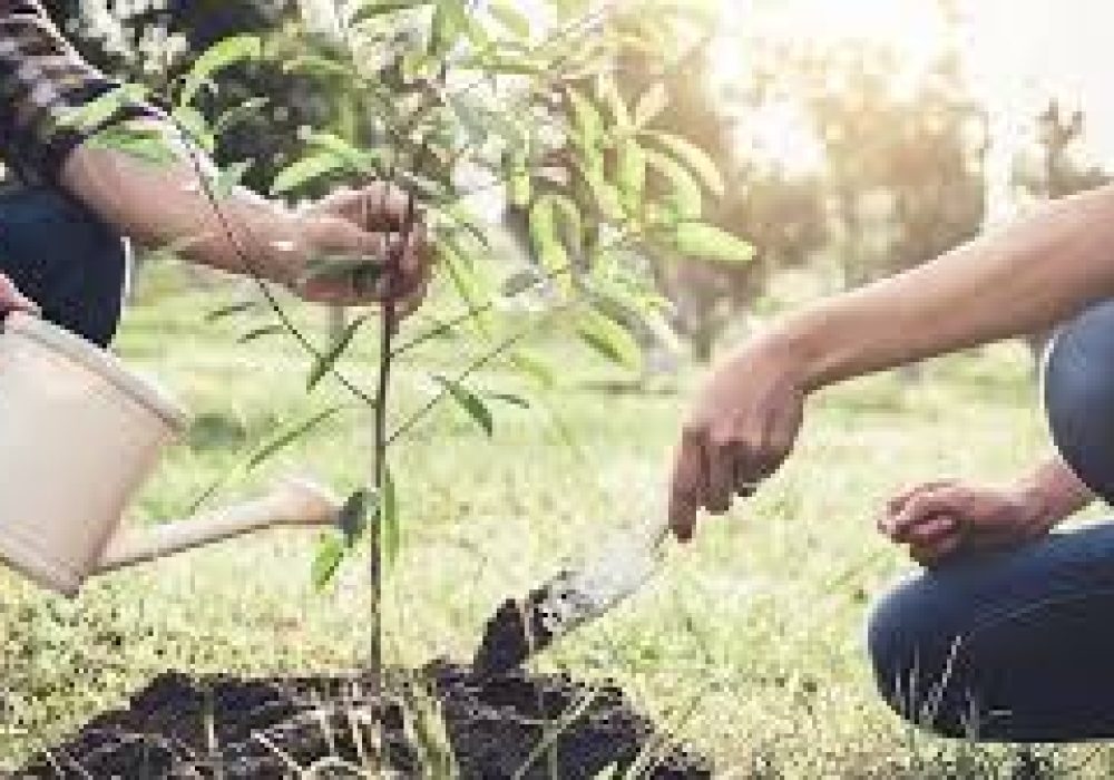 Reforestar