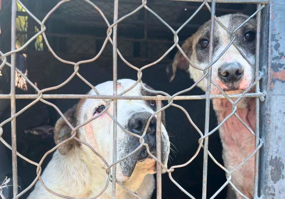 Rescate_Perros