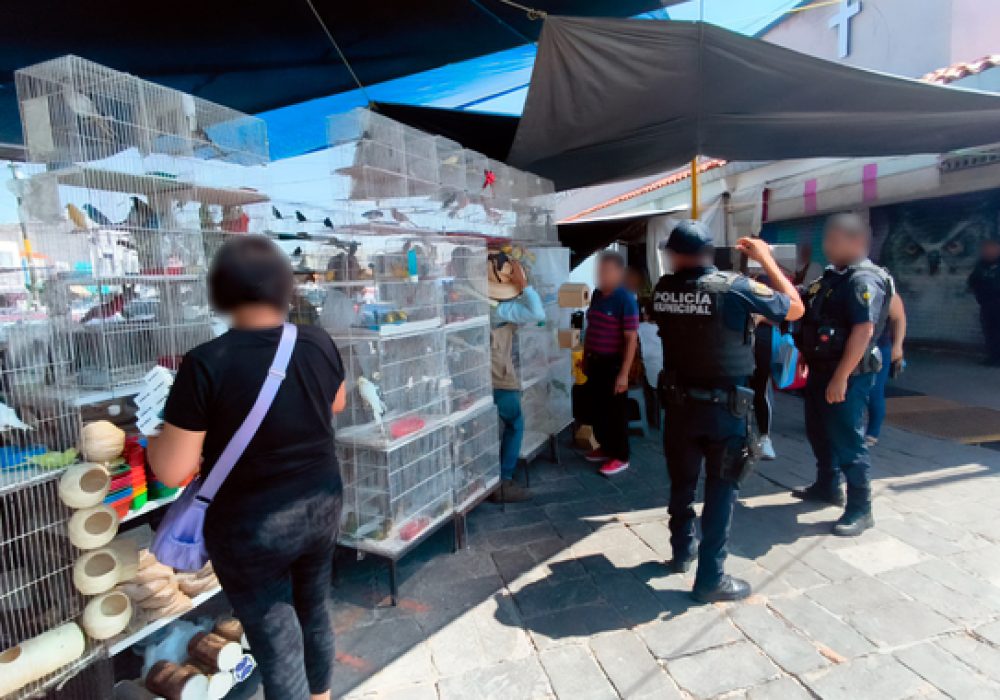 Rescató Profepa 111 animales silvestres en Querétaro