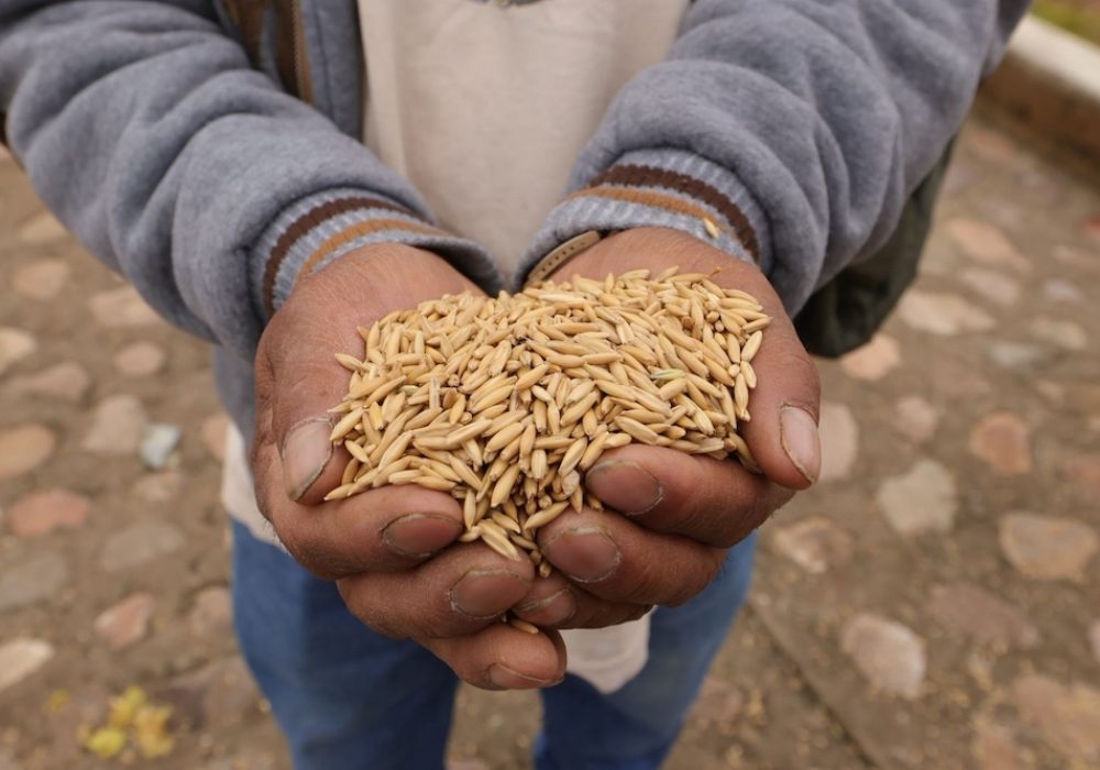 SEDEA entrega semilla forrajera en Amealco