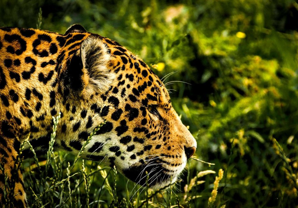 UAQ_Día del Jaguar