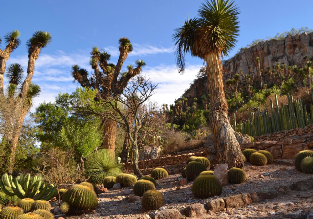 botanico1