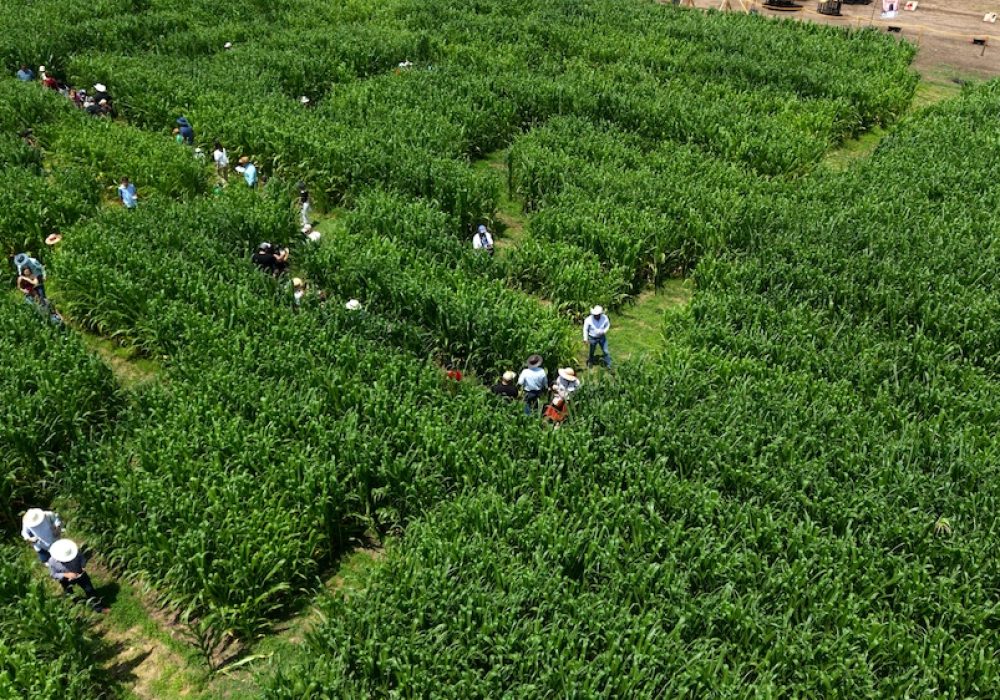 inaugura Campirino, el laberinto del maíz